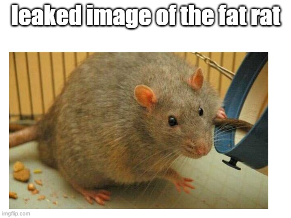 leaked image | leaked image of the fat rat | image tagged in memes,funny,rats,leaks | made w/ Imgflip meme maker