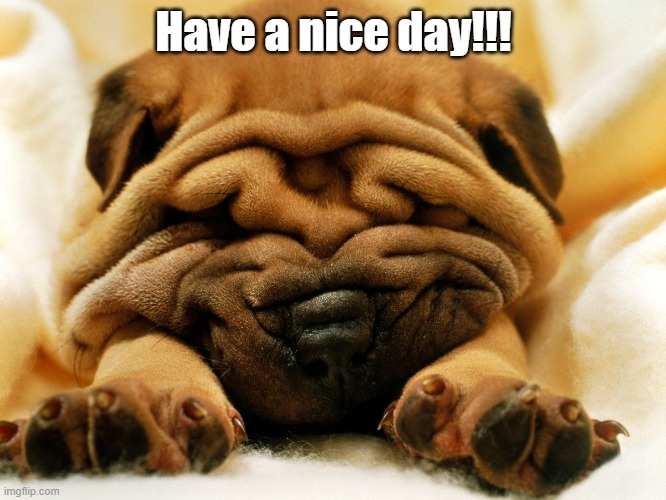 Have a great day everyone! | Have a nice day!!! | image tagged in sleepy shar pei puppy,have a nice day,puppy,dogs | made w/ Imgflip meme maker