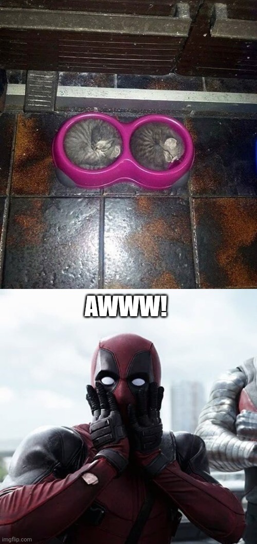 ???`°°°☆ | AWWW! | image tagged in memes,deadpool surprised,cats,kittens,cute,cute cats | made w/ Imgflip meme maker