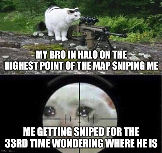 Can any gamers out there relate? | MY BRO IN HALO ON THE HIGHEST POINT OF THE MAP SNIPING ME; ME GETTING SNIPED FOR THE 33RD TIME WONDERING WHERE HE IS | image tagged in sniper cat | made w/ Imgflip meme maker