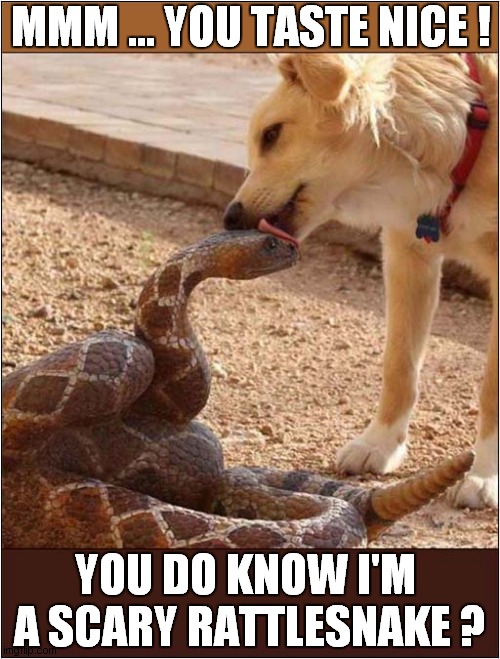 Dog Confuses Snake ! | MMM ... YOU TASTE NICE ! YOU DO KNOW I'M 
A SCARY RATTLESNAKE ? | image tagged in dogs,rattlesnake,confused | made w/ Imgflip meme maker