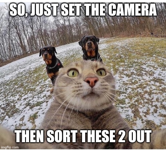 Tough cat | SO, JUST SET THE CAMERA; THEN SORT THESE 2 OUT | image tagged in tough,cat,dogs,dogfight | made w/ Imgflip meme maker