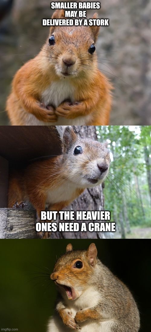 Bad Pun Squirrel Strikes Again | SMALLER BABIES MAY BE DELIVERED BY A STORK; BUT THE HEAVIER ONES NEED A CRANE | image tagged in bad pun squirrel,squirrel,babies,birds,stork,crane | made w/ Imgflip meme maker