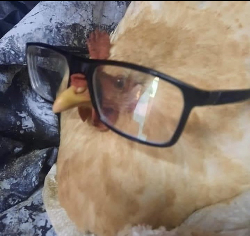 High Quality Chicken Blank Meme Template