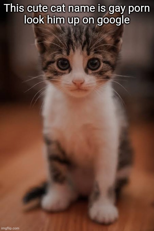 This cute cat name is gay porn
look him up on google | made w/ Imgflip meme maker
