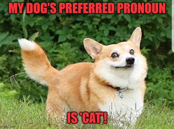 Thanks to KingToady for the inspiration! | MY DOG'S PREFERRED PRONOUN; IS 'CAT'! | image tagged in ok boomer corgi,pronouns,cat | made w/ Imgflip meme maker
