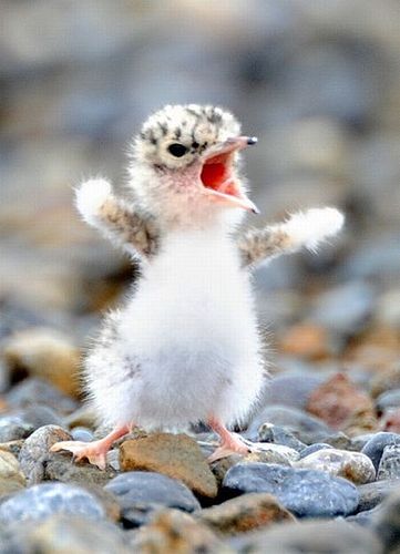 image tagged in cute,animals