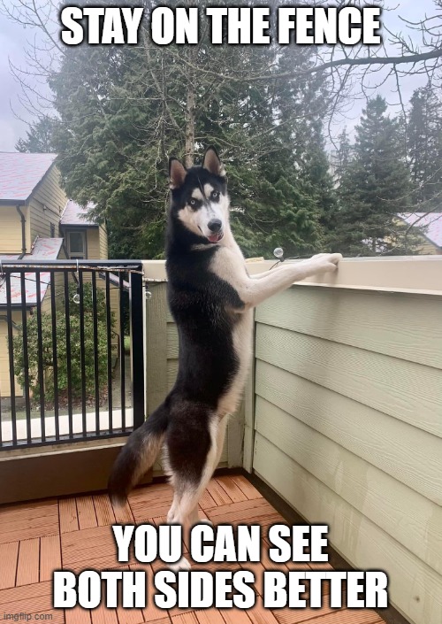 Husky standing at fence | STAY ON THE FENCE YOU CAN SEE BOTH SIDES BETTER | image tagged in husky standing at fence | made w/ Imgflip meme maker