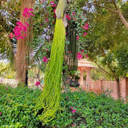 This is actually a tree called a Fishtail Palm which is found in India | image tagged in trees,fishtail palm,photography,nature | made w/ Imgflip meme maker