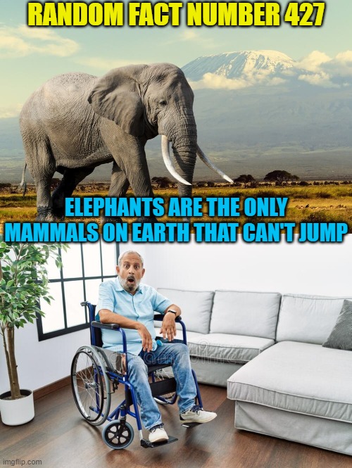 They also never forget | RANDOM FACT NUMBER 427; ELEPHANTS ARE THE ONLY MAMMALS ON EARTH THAT CAN'T JUMP | image tagged in memes,elephants,jumping,mammals | made w/ Imgflip meme maker