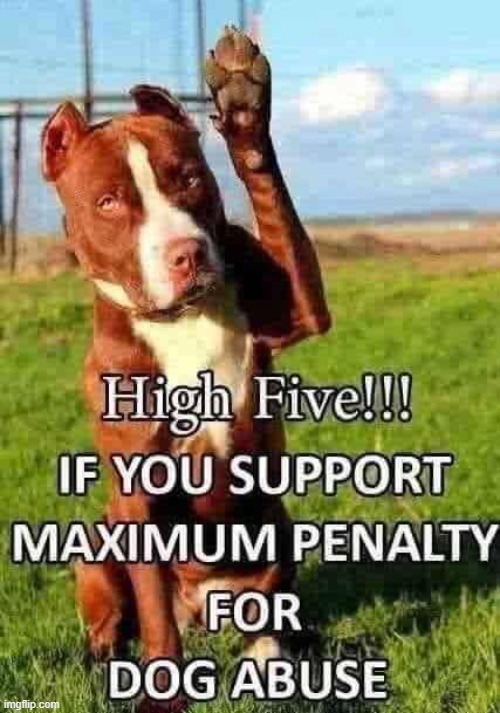 High 5 ! | image tagged in smart dog | made w/ Imgflip meme maker