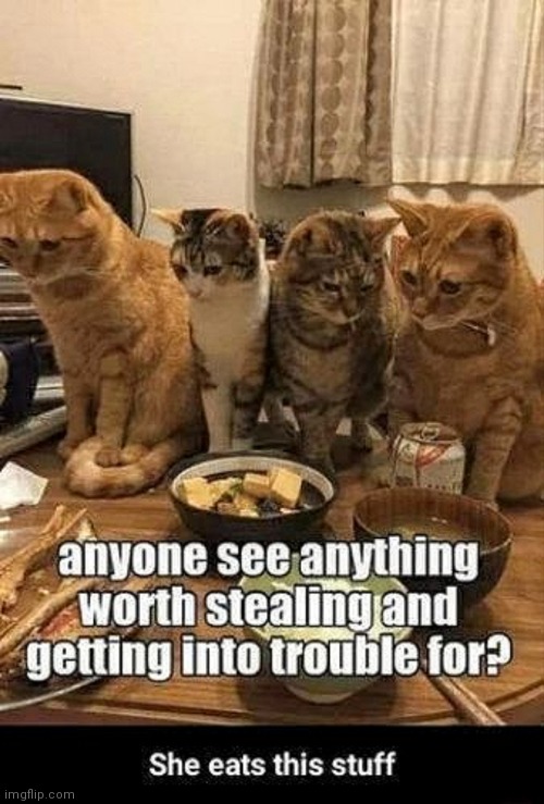 Finicky eaters | image tagged in funny memes,cat,yuck | made w/ Imgflip meme maker