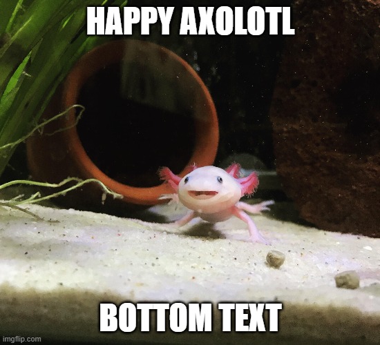 axolotl | HAPPY AXOLOTL; BOTTOM TEXT | image tagged in happy | made w/ Imgflip meme maker