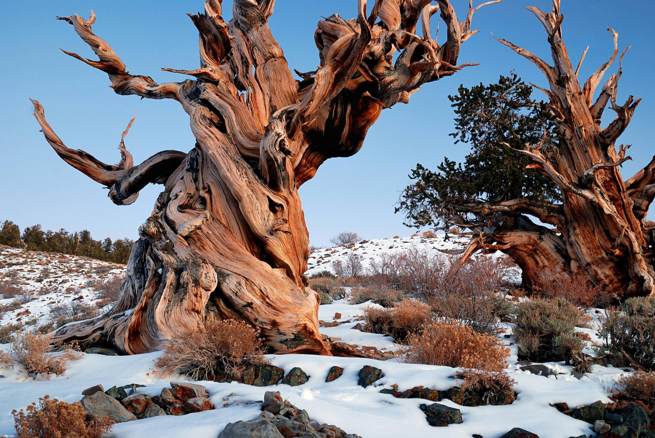 Second oldest tree in the world. Methuselah is a 4,847-year-old Great Basin bristlecone pine tree | image tagged in awesome | made w/ Imgflip meme maker