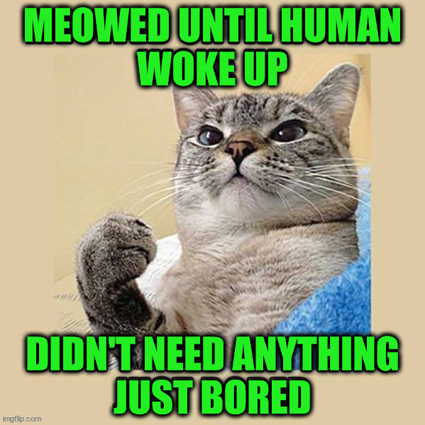 MEOWED UNTIL HUMAN
WOKE UP; DIDN'T NEED ANYTHING
JUST BORED | image tagged in cats | made w/ Imgflip meme maker