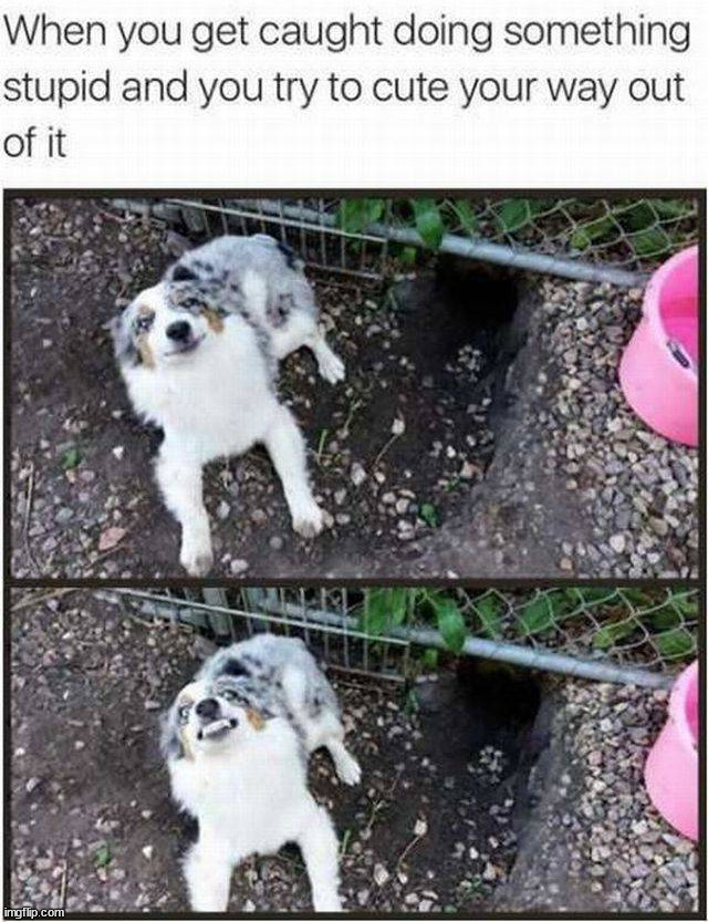 image tagged in dogs | made w/ Imgflip meme maker