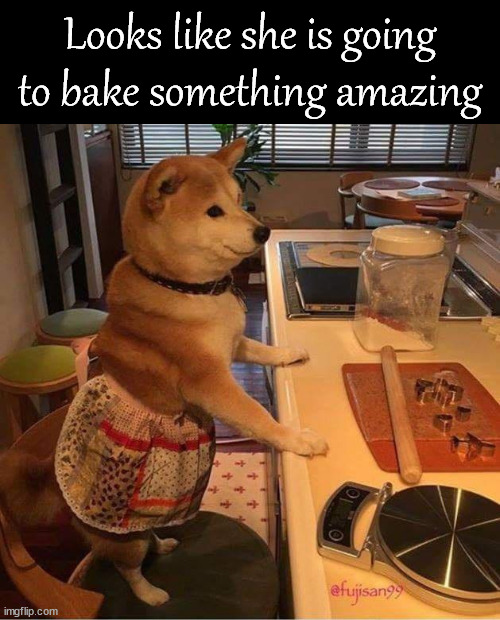 Looks like she is going to bake something amazing | image tagged in dogs | made w/ Imgflip meme maker