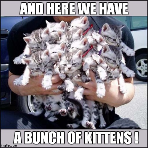 Too Make You Smile ! | AND HERE WE HAVE; A BUNCH OF KITTENS ! | image tagged in cats,kittens,smile | made w/ Imgflip meme maker