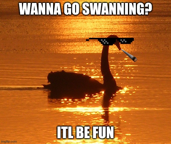 swan at sunset | WANNA GO SWANNING? ITL BE FUN | image tagged in swan at sunset | made w/ Imgflip meme maker