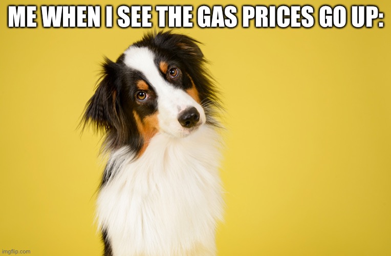 Dog gas price meme | ME WHEN I SEE THE GAS PRICES GO UP: | image tagged in dog | made w/ Imgflip meme maker