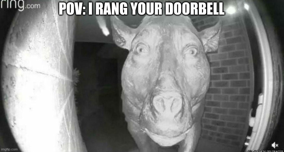 ?️??️ | POV: I RANG YOUR DOORBELL | image tagged in daeodon at the door | made w/ Imgflip meme maker