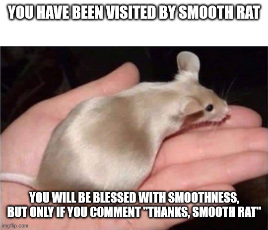 smooth rat | YOU HAVE BEEN VISITED BY SMOOTH RAT; YOU WILL BE BLESSED WITH SMOOTHNESS, BUT ONLY IF YOU COMMENT "THANKS, SMOOTH RAT" | image tagged in rat,smooth | made w/ Imgflip meme maker