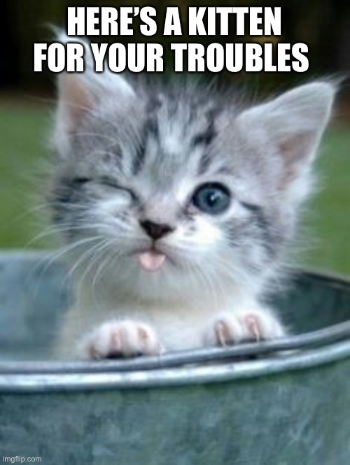 Mew :3 | HERE’S A KITTEN FOR YOUR TROUBLES | image tagged in sweet baby kitten | made w/ Imgflip meme maker