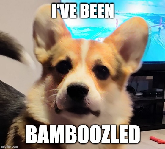 Bamboozled | I'VE BEEN; BAMBOOZLED | image tagged in bamboozled,corgi,we've been tricked,unfair,tricked,you got me | made w/ Imgflip meme maker