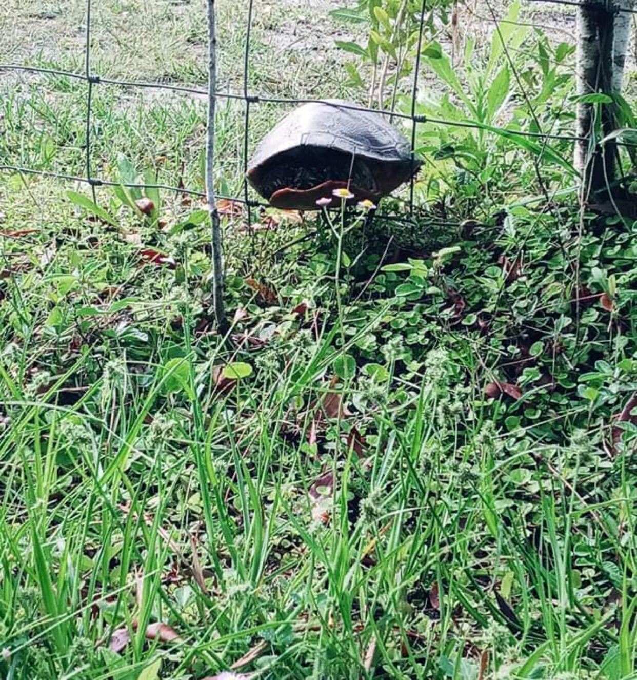 Turtle in the fence Blank Meme Template