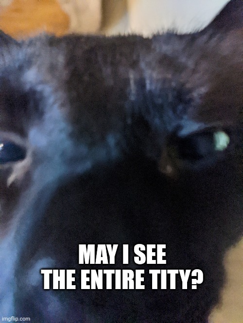 Like my cat | MAY I SEE THE ENTIRE TITY? | made w/ Imgflip meme maker