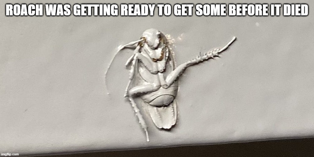 Spread Roach | ROACH WAS GETTING READY TO GET SOME BEFORE IT DIED | image tagged in painted roach | made w/ Imgflip meme maker