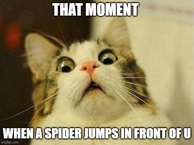 scared cat | THAT MOMENT; WHEN A SPIDER JUMPS IN FRONT OF U | image tagged in memes,scared cat,lol,spider | made w/ Imgflip meme maker