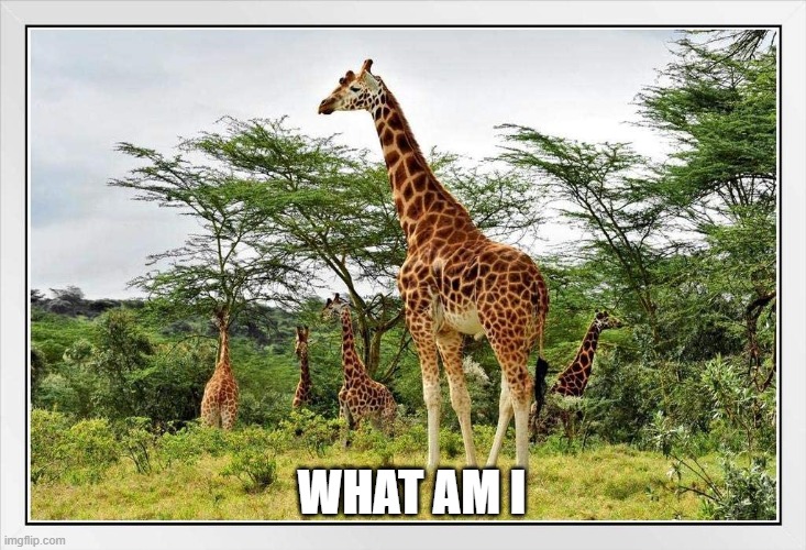 what is it | WHAT AM I | image tagged in girrafe | made w/ Imgflip meme maker