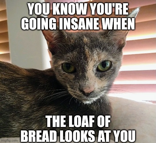 Define insanity | YOU KNOW YOU'RE GOING INSANE WHEN; THE LOAF OF BREAD LOOKS AT YOU | image tagged in fun | made w/ Imgflip meme maker