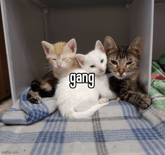 Gang | made w/ Imgflip meme maker