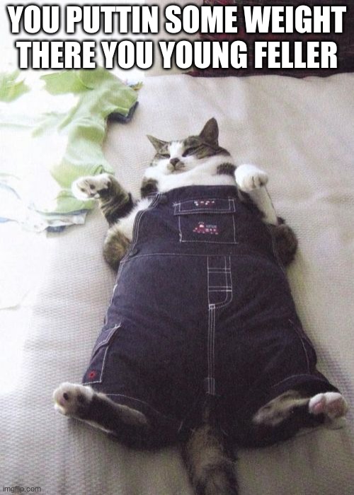 Fat Cat Meme | YOU PUTTIN SOME WEIGHT THERE YOU YOUNG FELLER | image tagged in memes,fat cat | made w/ Imgflip meme maker