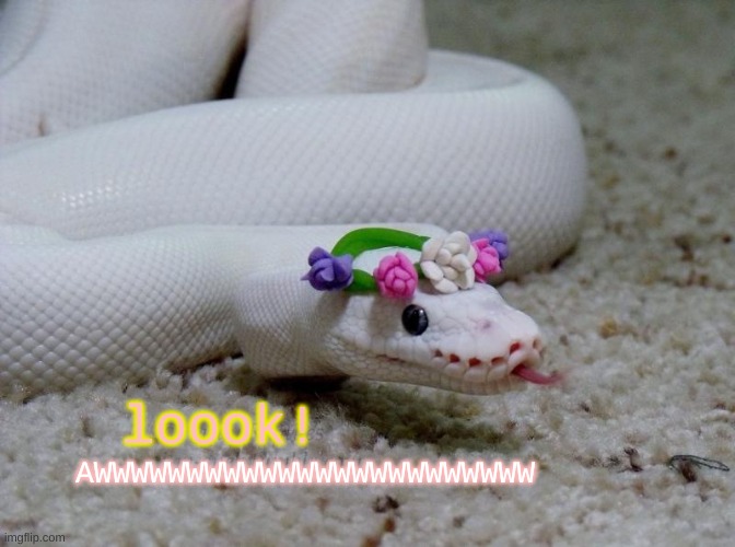 snek | AWWWWWWWWWWWWWWWWWWWWWWWW; loook! | image tagged in snek | made w/ Imgflip meme maker