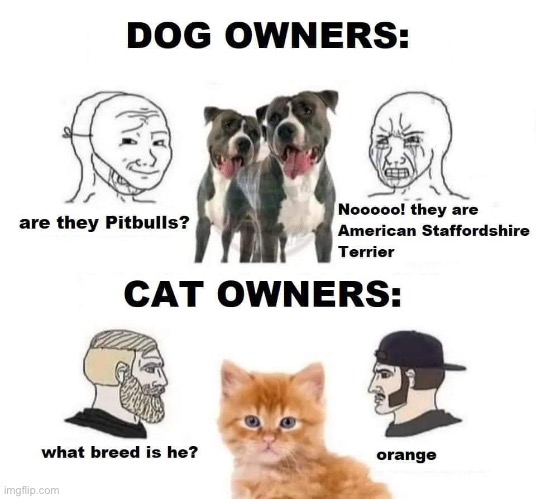 It really is true | image tagged in cats,dogs,e,fat squard,what was that last tag | made w/ Imgflip meme maker