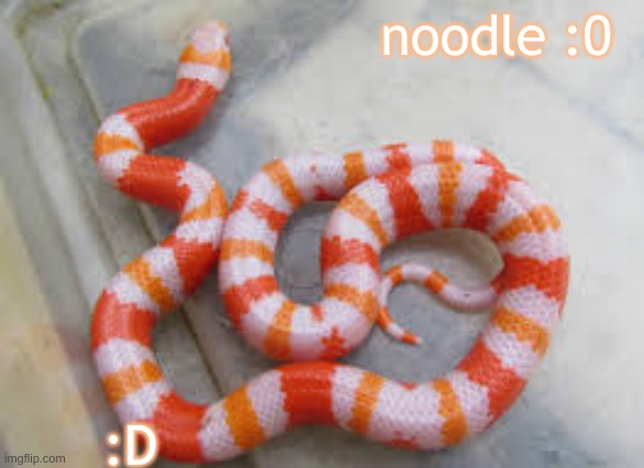 SNEKKK | noodle :0; :D | image tagged in snekkk | made w/ Imgflip meme maker