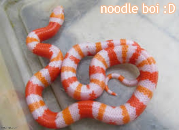 SNEKKK | noodle boi :D | image tagged in snekkk | made w/ Imgflip meme maker