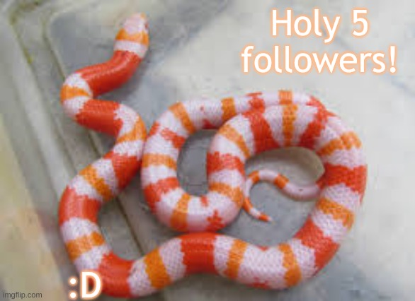 SNEKKK | Holy 5 followers! :D | image tagged in snekkk | made w/ Imgflip meme maker