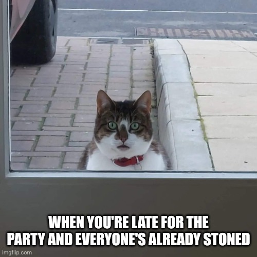 Late for the Party | WHEN YOU'RE LATE FOR THE PARTY AND EVERYONE'S ALREADY STONED | image tagged in outside cat | made w/ Imgflip meme maker