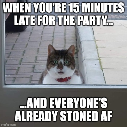 Late for the Party 2 | WHEN YOU'RE 15 MINUTES LATE FOR THE PARTY... ...AND EVERYONE'S ALREADY STONED AF | image tagged in outside cat | made w/ Imgflip meme maker