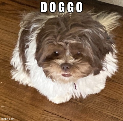 She look | D O G G O | image tagged in she look,idk,bored,dog | made w/ Imgflip meme maker