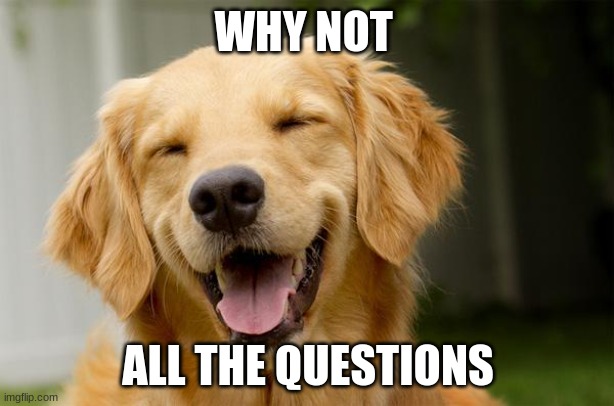 Happy Dog | WHY NOT ALL THE QUESTIONS | image tagged in happy dog | made w/ Imgflip meme maker
