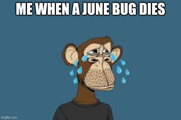 idk why i made this | ME WHEN A JUNE BUG DIES | image tagged in nft | made w/ Imgflip meme maker