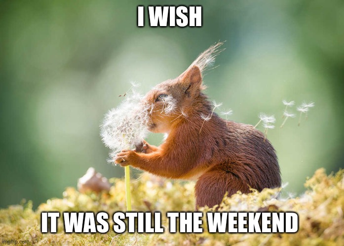 Come back Weekend! | I WISH; IT WAS STILL THE WEEKEND | image tagged in funny,cute animals,mondays,lol | made w/ Imgflip meme maker