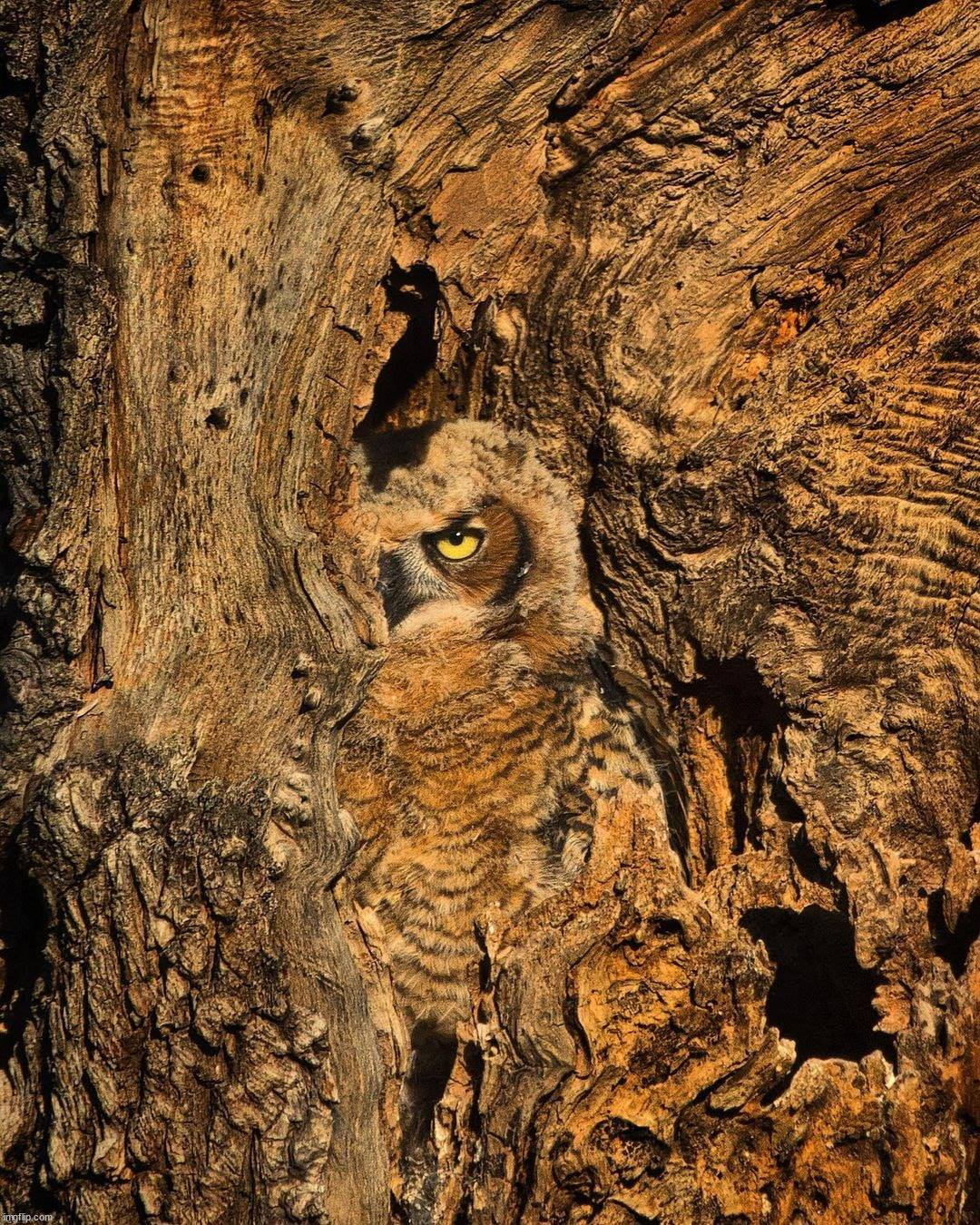 Owl | image tagged in camouflage,awesome | made w/ Imgflip meme maker