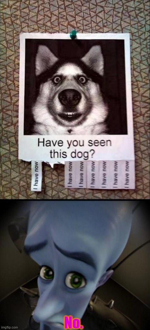 No. | image tagged in no bitches | made w/ Imgflip meme maker