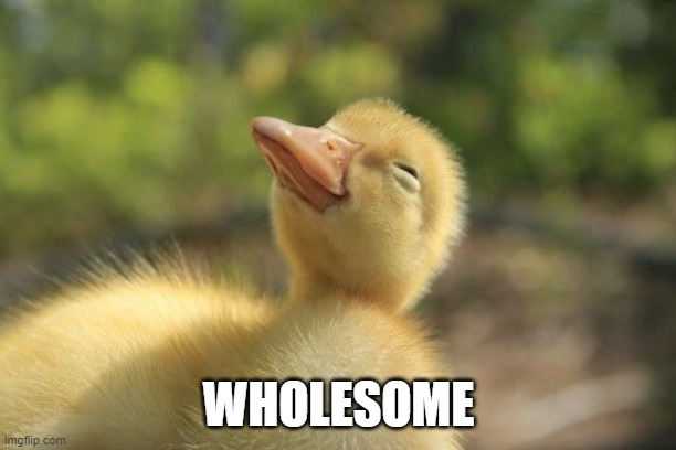 SLEEPY DUCKLING | WHOLESOME | image tagged in sleepy duckling | made w/ Imgflip meme maker